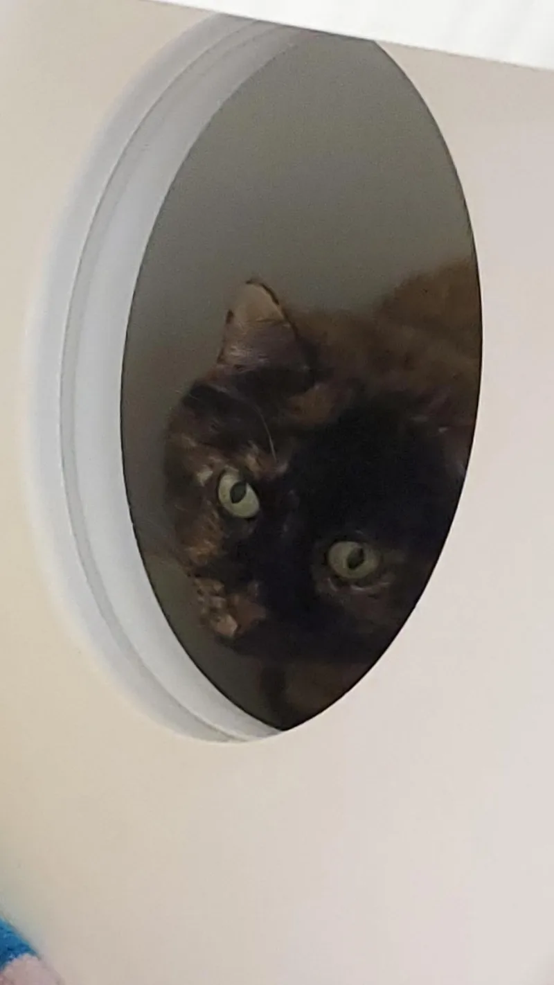 A senior large-sized female Domestic Short Hair cat named Titi for adoption in Zimmerman, MN