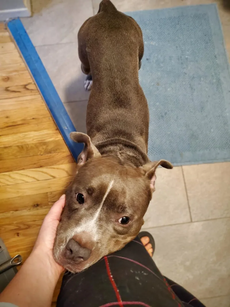 An adult medium-sized female Gray / Blue / Silver Mixed Breed dog named Hera for adoption in Vassalboro, ME