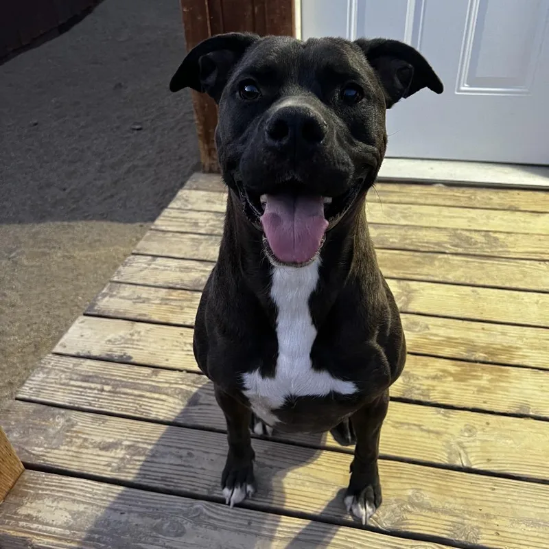 An adult large-sized male Pit Bull Terrier dog named Oswald for adoption in Stagecoach, NV