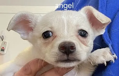 A baby small-sized female Chihuahua dog named LolP Angel for adoption in Billings, MT