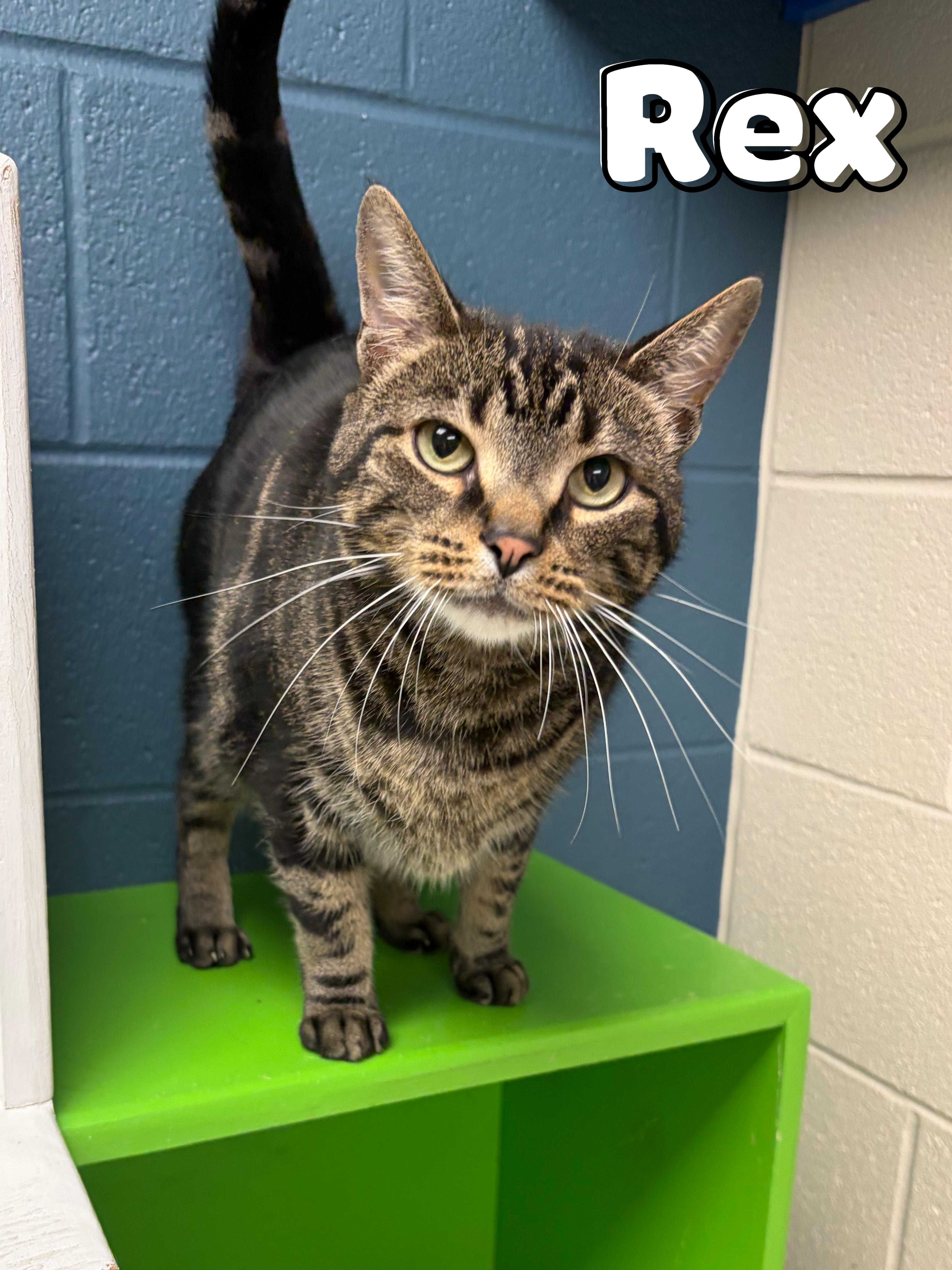 An adult large-sized male Tabby (Brown / Chocolate) Domestic Short Hair cat named Rex for adoption in Valparaiso, IN