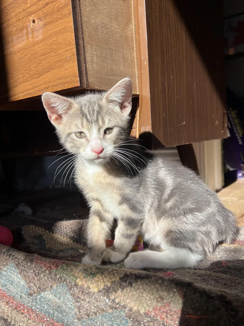 A baby small-sized male Tabby (Gray / Blue / Silver) Domestic Short Hair cat named Timmy Gunn for adoption in Philadelphia, PA