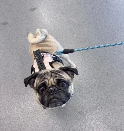 An adult small-sized male Mixed Breed dog named Norman for adoption in West Chester, PA