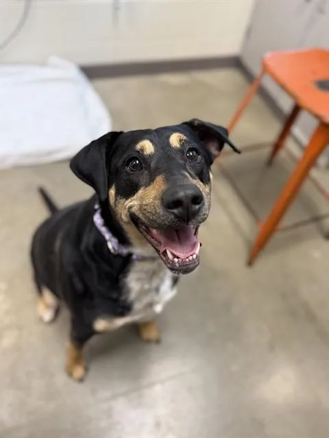 An adult medium-sized female Hound dog named Jordan for adoption in Leesburg, VA
