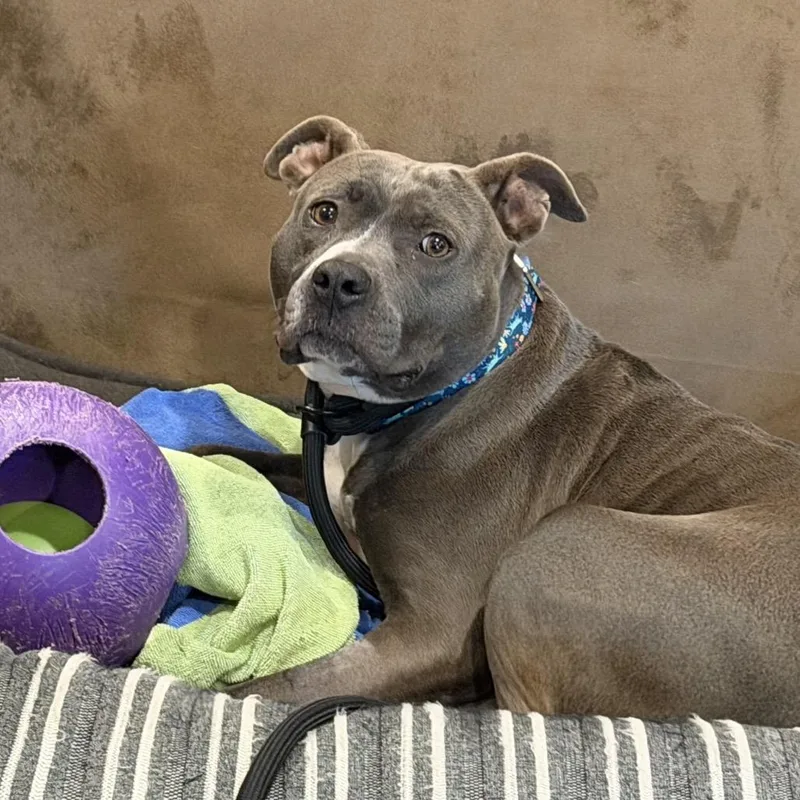 An adult medium-sized female Pit Bull Terrier dog named Andromeda for adoption in Fairfax, VA