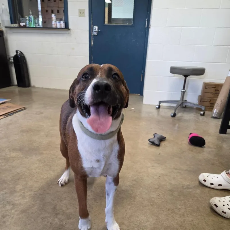 An adult medium-sized male Brown / Chocolate Boxer dog named Rosco for adoption in Jasper, IN