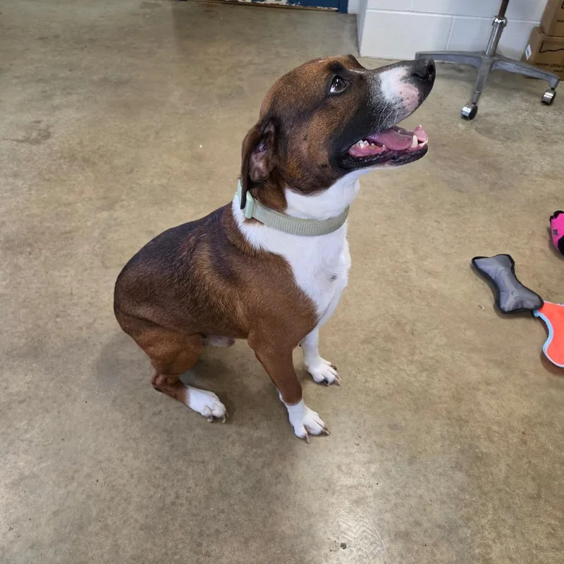 Rosco thumbnail 2