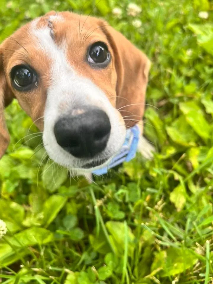 Gus Gus $ thumbnail 4