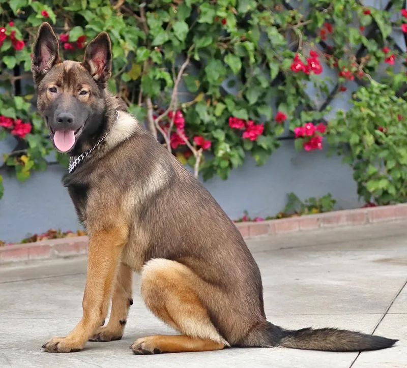 A baby large-sized male Sable German Shepherd Dog dog named Charlie von Crossen for adoption in Los Angeles, CA