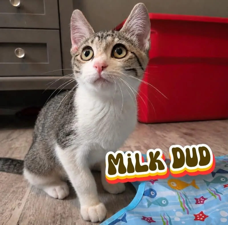 A baby medium-sized male Tabby (Brown / Chocolate) Domestic Short Hair cat named Milk Dud for adoption in Nevada, IA