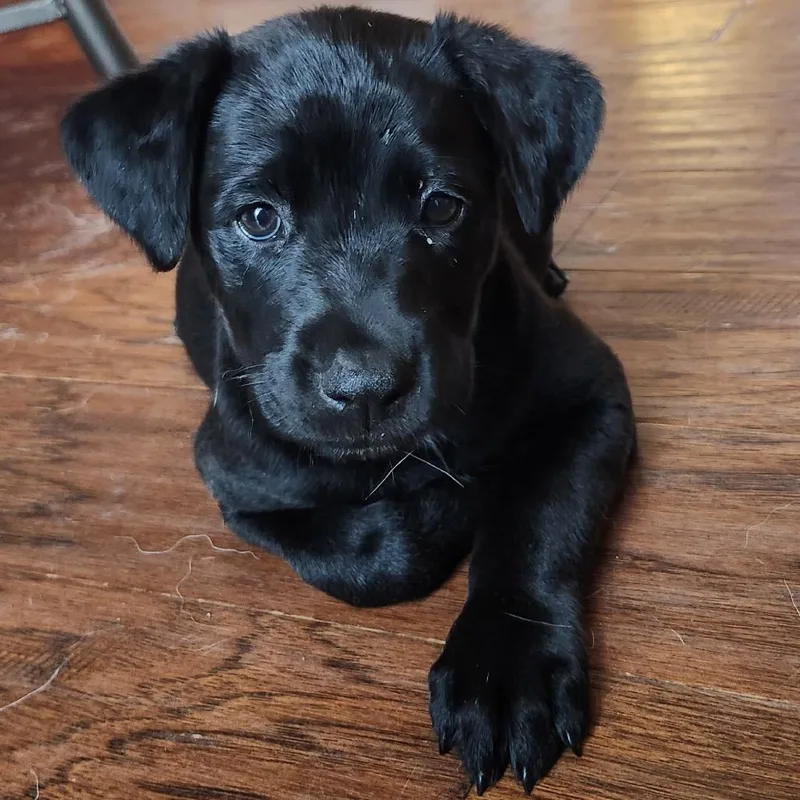 A baby small-sized female Black Mixed Breed dog named Gooseberry for adoption in Buffalo, MN