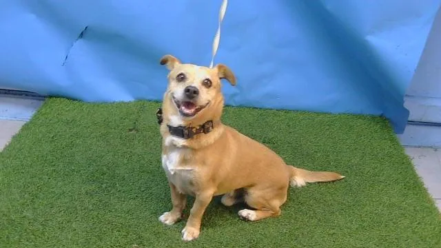 An adult small-sized male Chihuahua dog named Bello for adoption in Gardena, CA