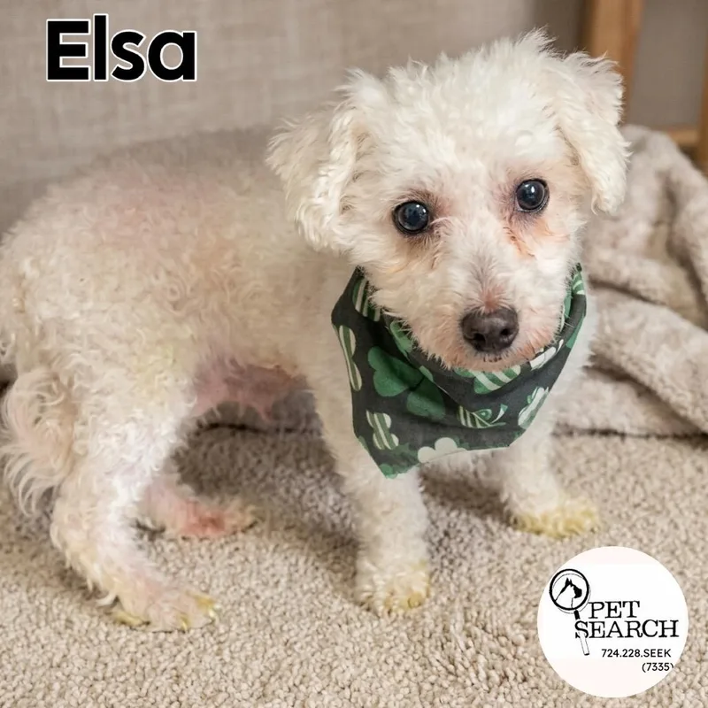 Elsa