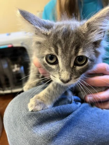 A baby small-sized male Domestic Long Hair cat named Beanie for adoption in Monterey, CA