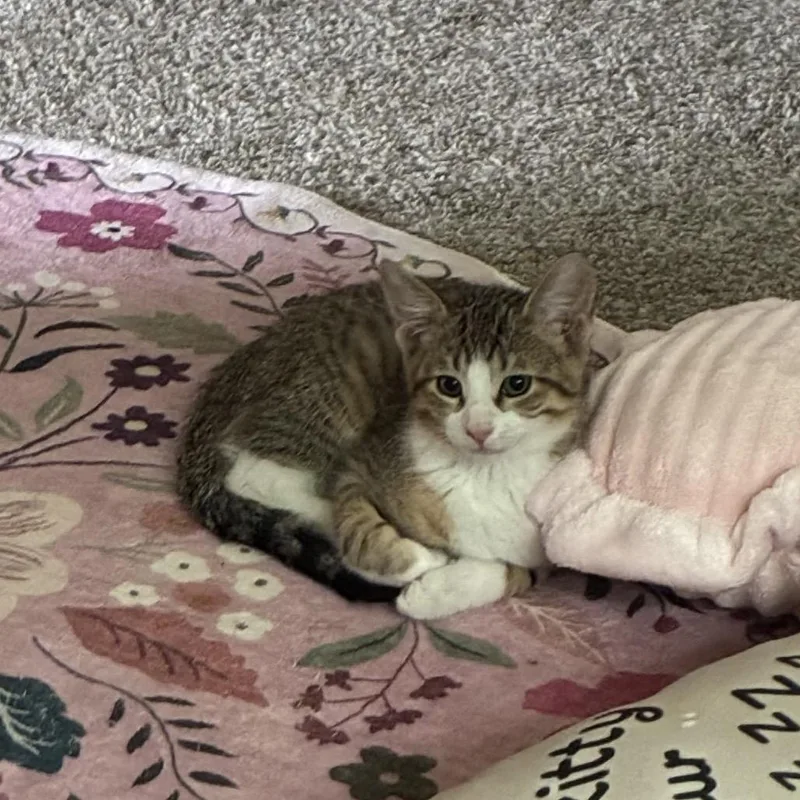 A baby small-sized male Brown / Chocolate Domestic Short Hair cat named Tubby Zig for adoption in Mondovi, WI
