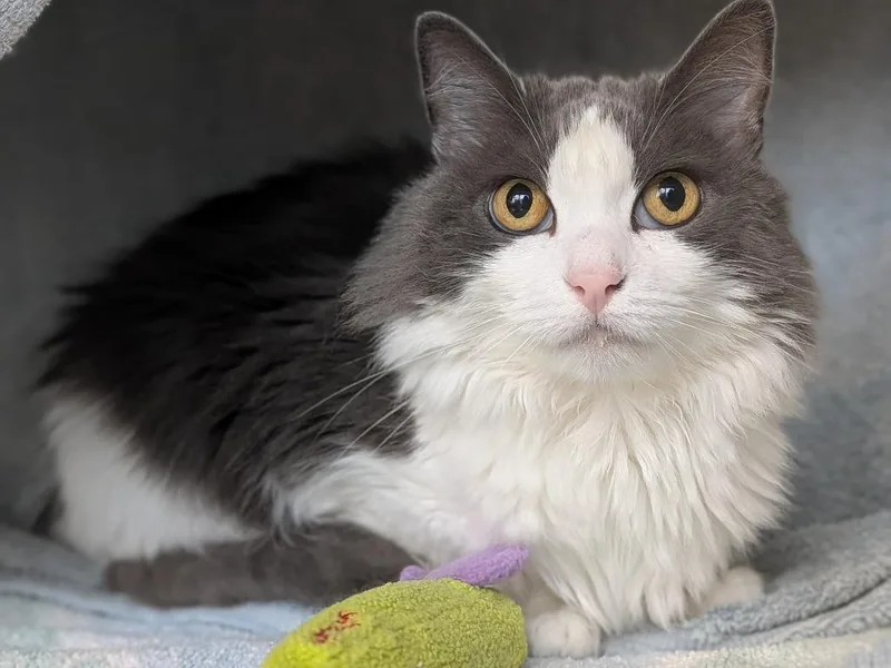 An adult large-sized female Domestic Medium Hair cat named Luna for adoption in Hyde Park, NY
