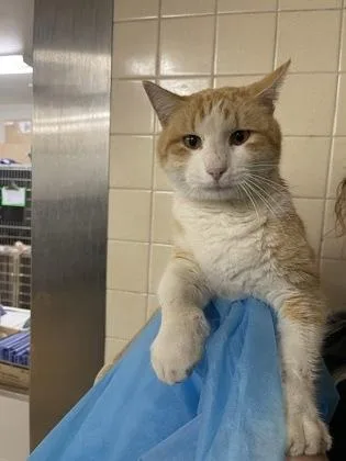 An adult medium-sized male Domestic Short Hair cat named Dreamsicle for adoption in San Antonio, TX