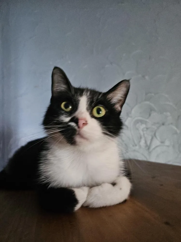 Olive Oyl thumbnail 2