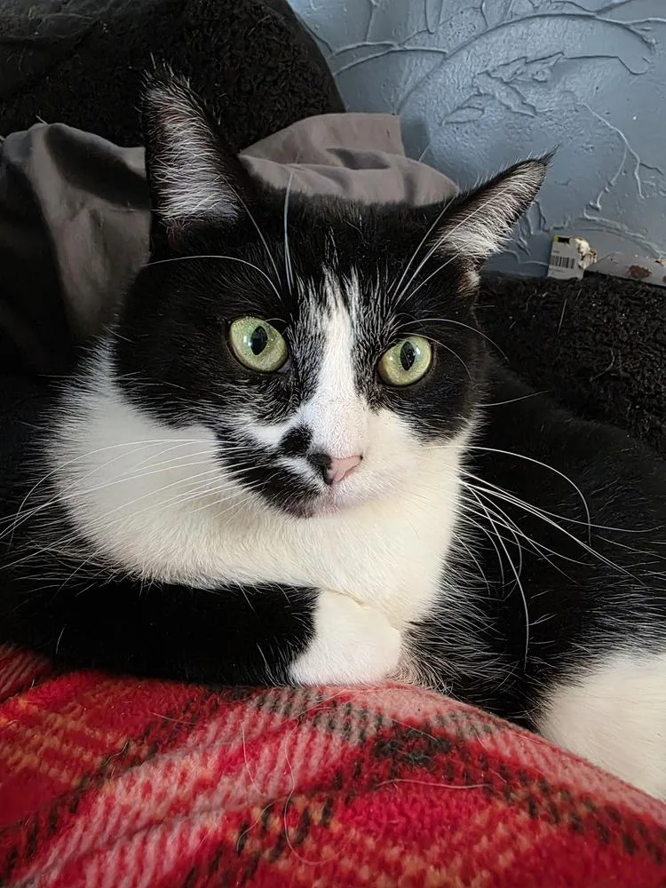 Olive Oyl thumbnail 3