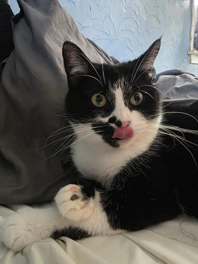 Olive Oyl thumbnail 4