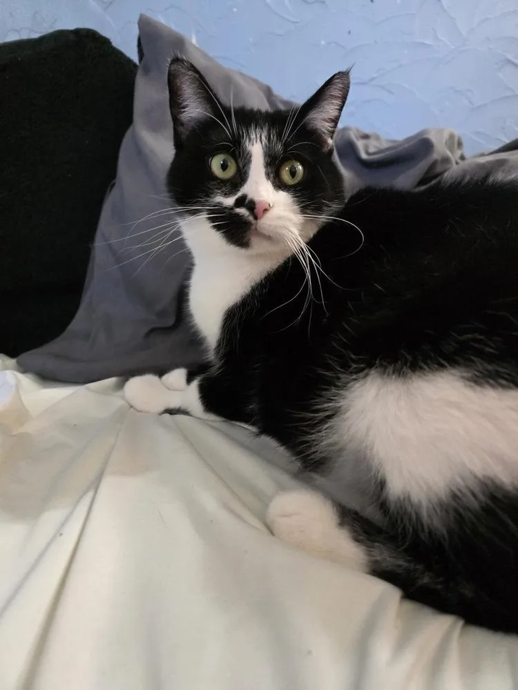 Olive Oyl thumbnail 5