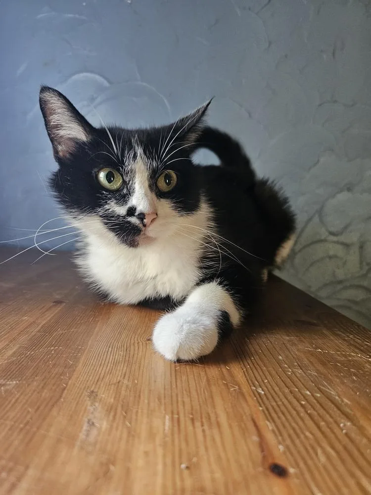 Olive Oyl thumbnail 6