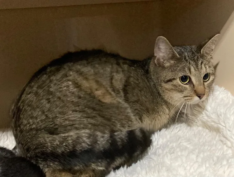 A young small-sized female Domestic Short Hair cat named Lady Bird retired momma for adoption in Pierceton, IN