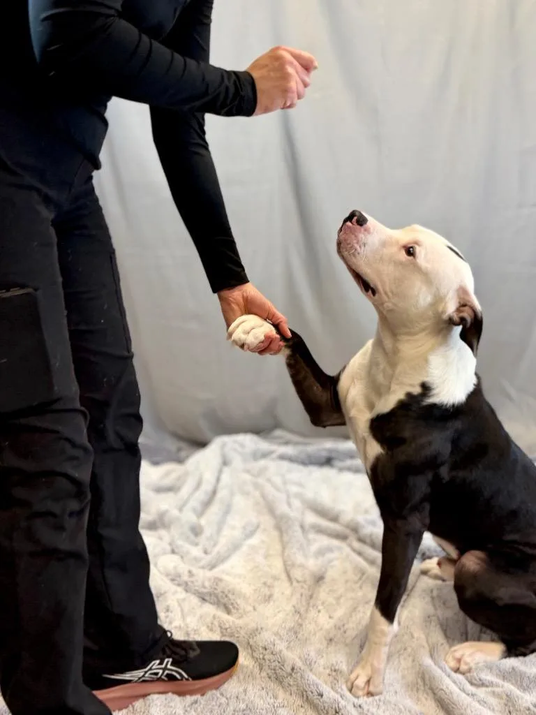 A young medium-sized male Mixed Breed dog named Bingo for adoption in Muskegon, MI