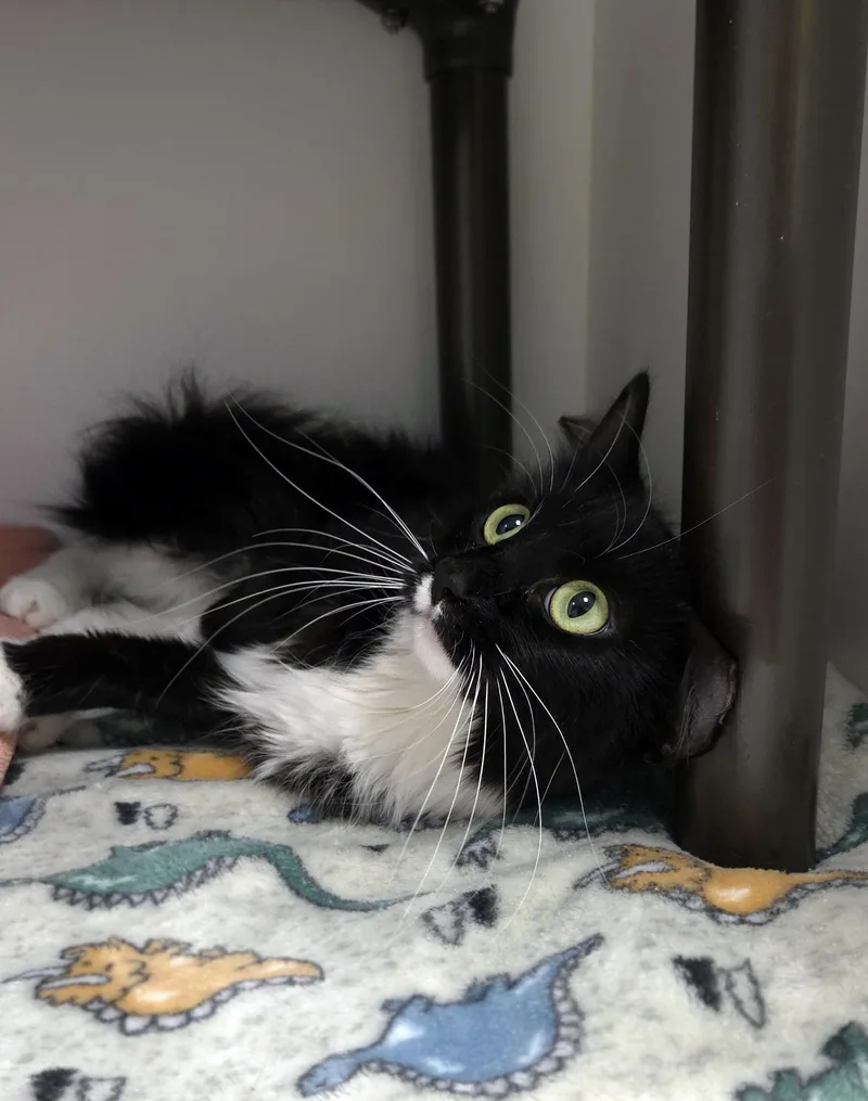 A young medium-sized female Domestic Medium Hair cat named Batsy for adoption in Centerville, UT