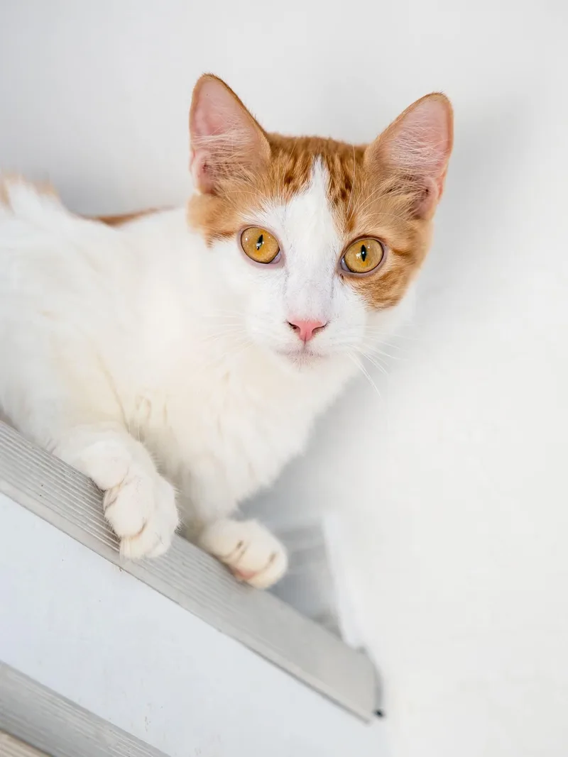 A young small-sized male Orange & White Domestic Medium Hair cat named Cyrus for adoption in Globe, AZ