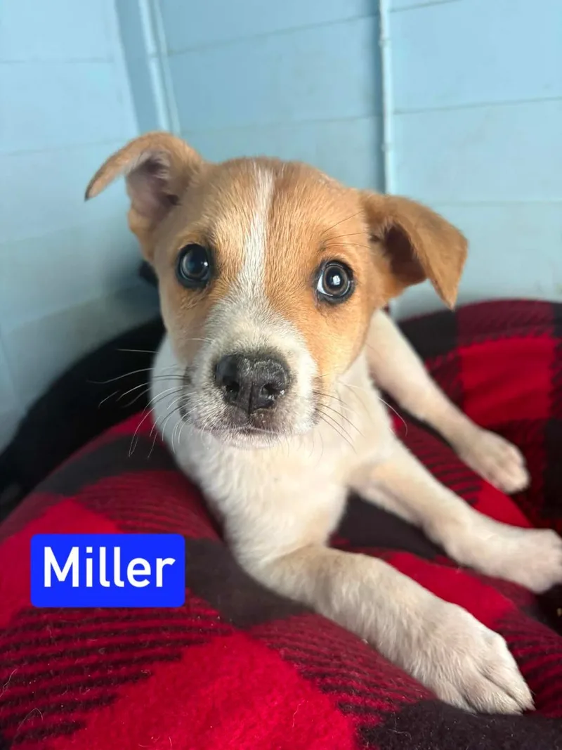 Miller thumbnail 2