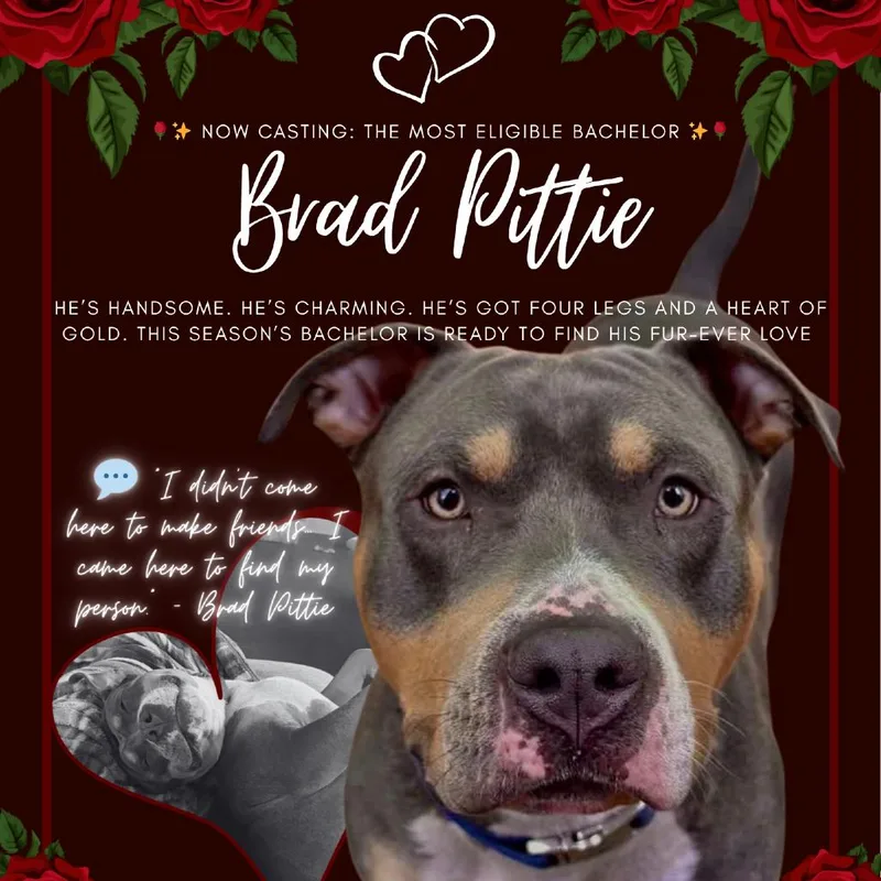 An adult medium-sized male Gray / Blue / Silver Mixed Breed dog named Brad Pittie for adoption in Columbus, GA