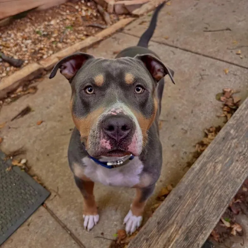 Brad Pittie thumbnail 2