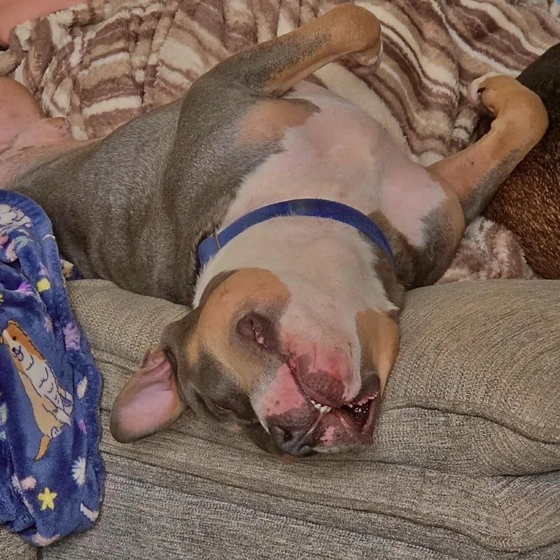 Brad Pittie thumbnail 3