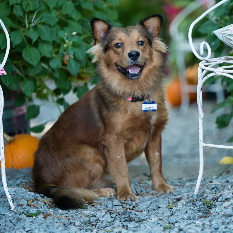 A young medium-sized male Brown / Chocolate Australian Shepherd dog named Marshall for adoption in Wake Forest, NC