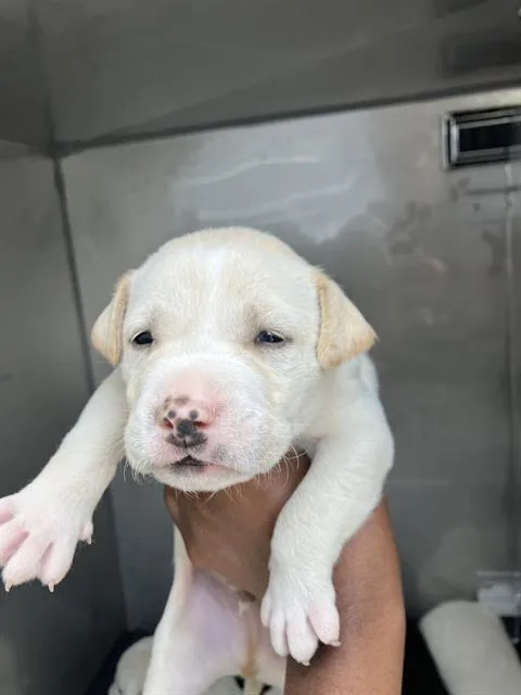 A baby small-sized male Mixed Breed dog named Vin for adoption in Dallas, TX