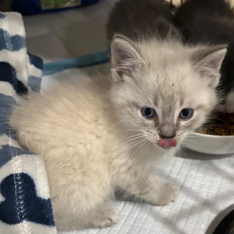 A baby small-sized male Cream / Ivory Domestic Short Hair cat named Bandit for adoption in Union City, PA