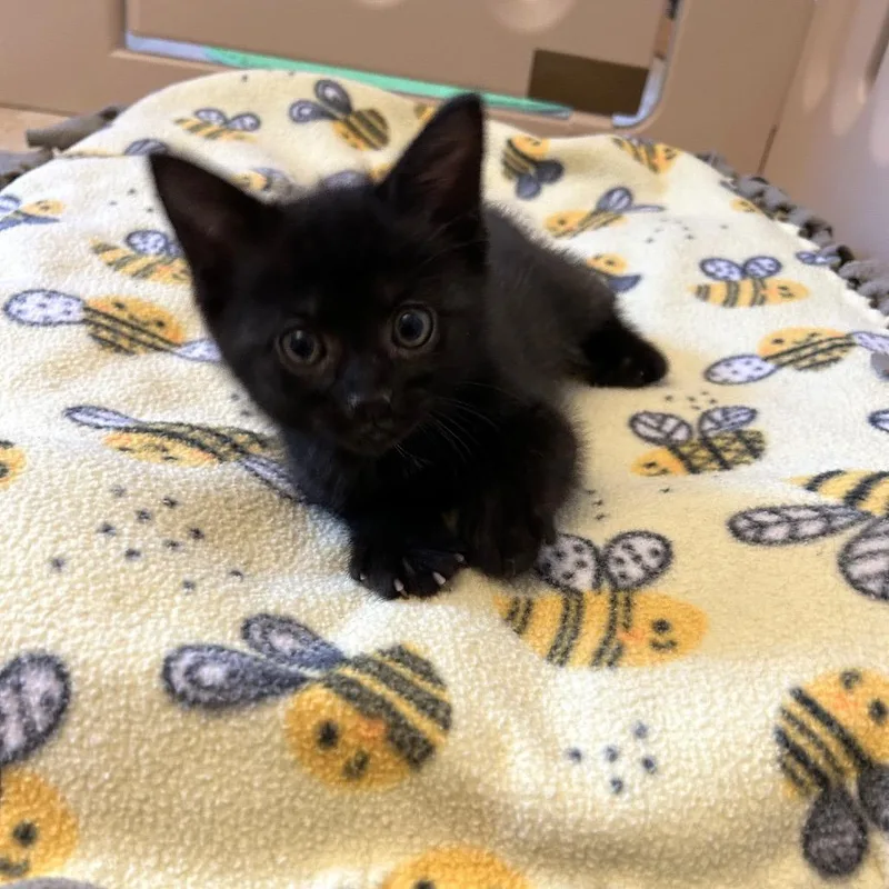 A baby small-sized female Black Domestic Short Hair cat named Nettle for adoption in Bel Air, MD