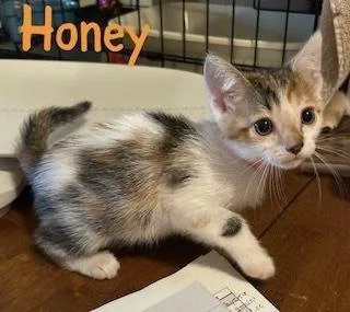 A baby small-sized female Gray & White Domestic Short Hair cat named Honey for adoption in Ruskin, FL