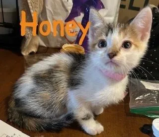 Honey thumbnail 2