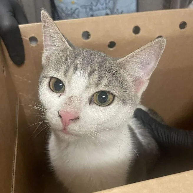A baby medium-sized female White Domestic Short Hair cat named Fiona for adoption in Chicago, IL