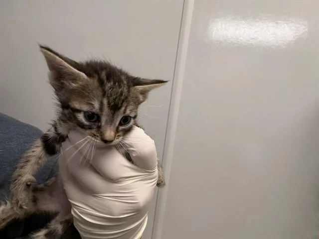 A baby small-sized female Domestic Short Hair cat named Jessica for adoption in Ontario, CA
