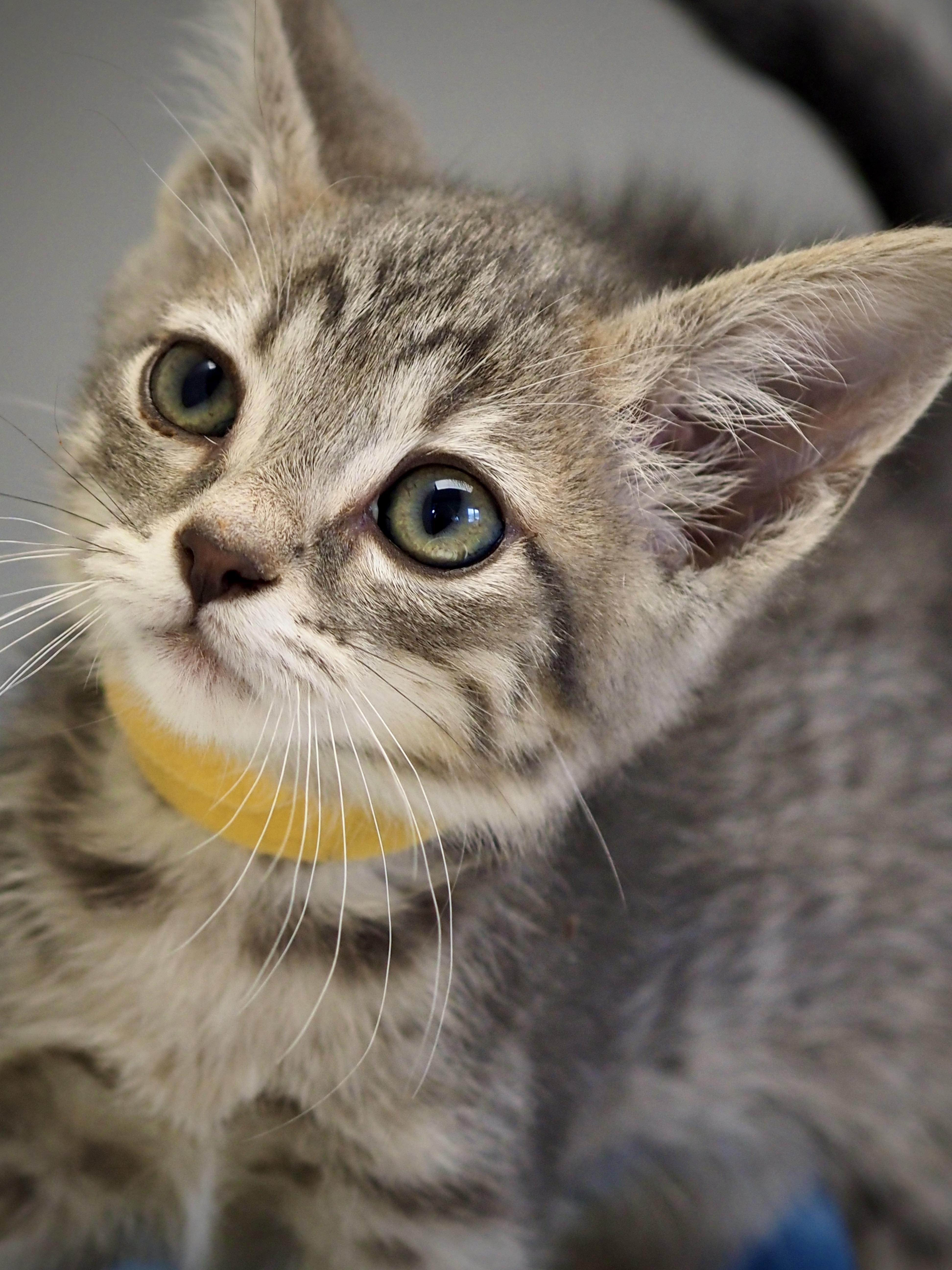 A baby medium-sized male Tabby (Brown / Chocolate) Domestic Short Hair cat named Funyon for adoption in Buena Vista, CO