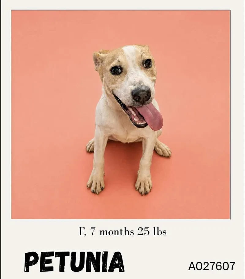 A baby medium-sized female Apricot / Beige American Staffordshire Terrier dog named Petunia for adoption in Newfoundland, NJ