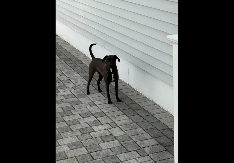 A young medium-sized female Tricolor (Brown, Black, & White) Labrador Retriever dog named Reina for adoption in levittown, NY