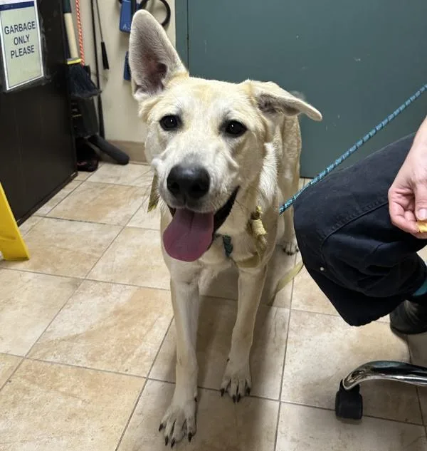 A young large-sized female Mixed Breed dog named Capricorn for adoption in Troutdale, OR