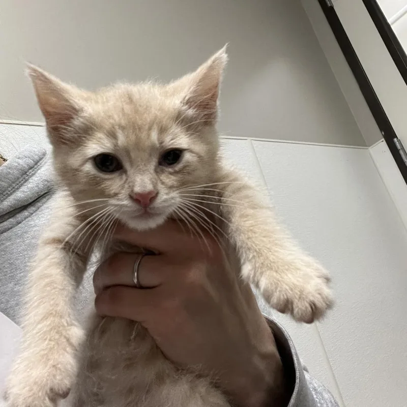 A baby small-sized male Buff / Tan / Fawn Domestic Short Hair cat named Ty for adoption in Detroit Lakes, MN