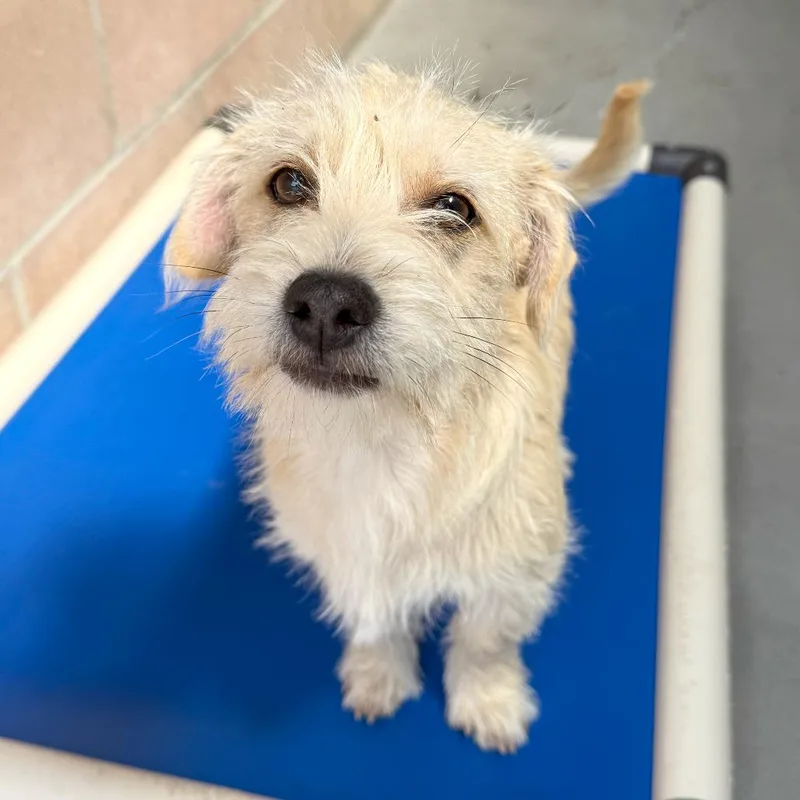 A baby small-sized male White / Cream Terrier dog named Lime for adoption in Santa Barbara, CA