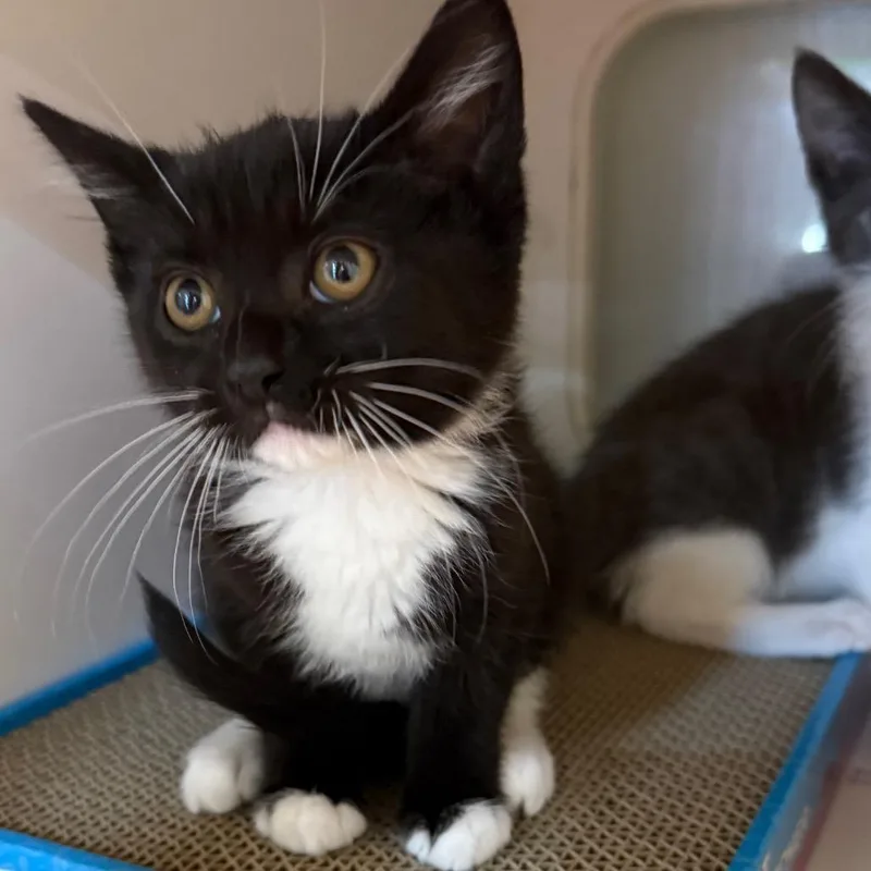 A baby small-sized female Black Domestic Short Hair cat named Bethany for adoption in Potomac, MD