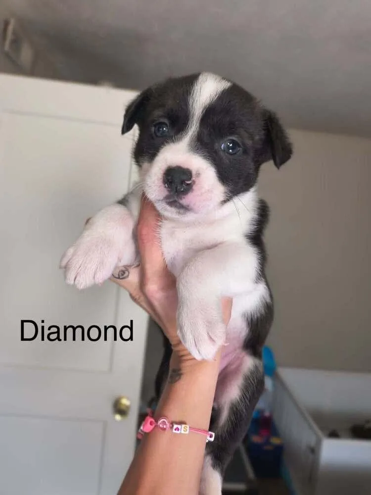 A baby small-sized female Tricolor (Brown, Black, & White) Pit Bull Terrier dog named Diamond for adoption in Indianapolis, IN
